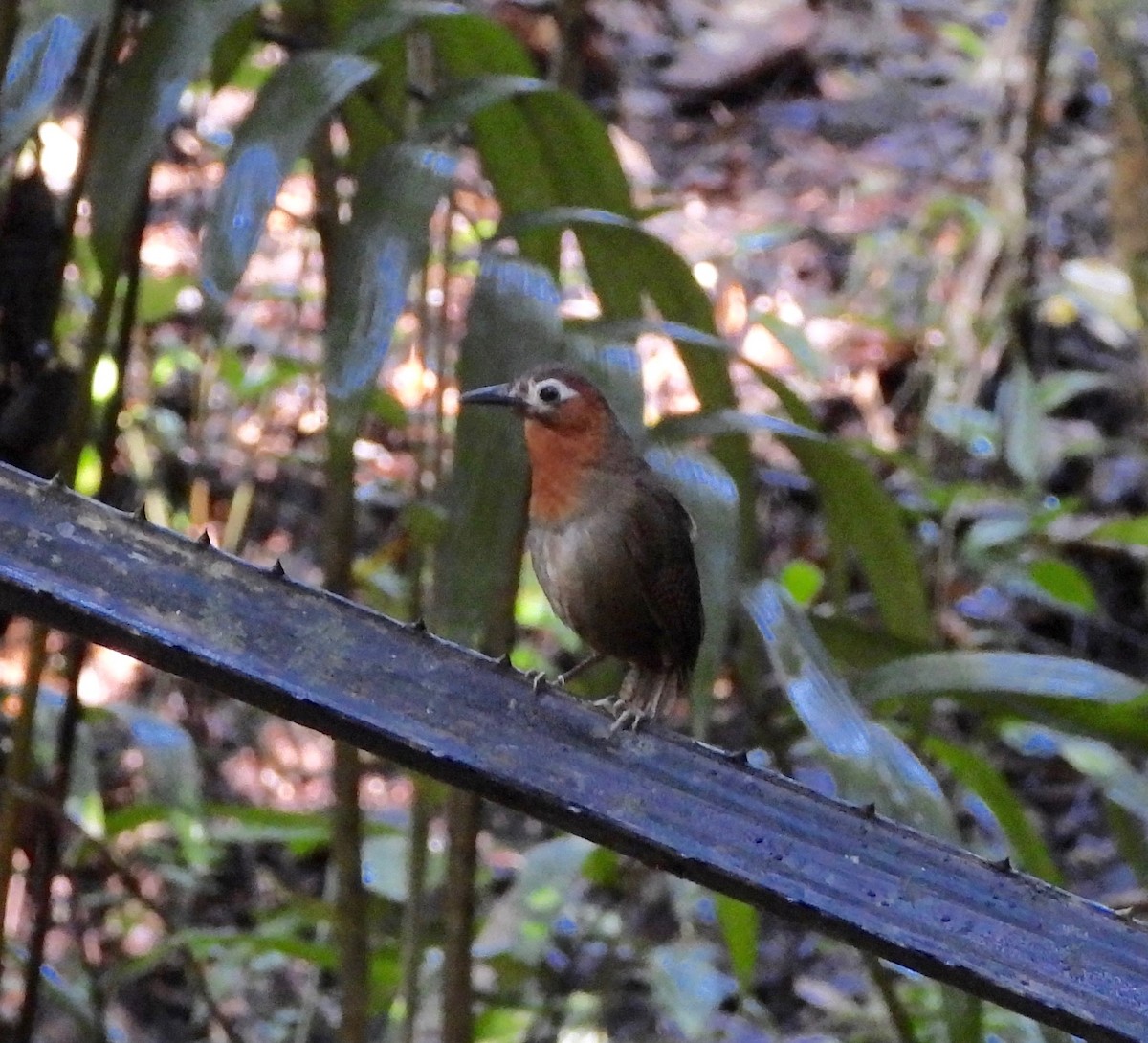 Song Wren - ML642568330