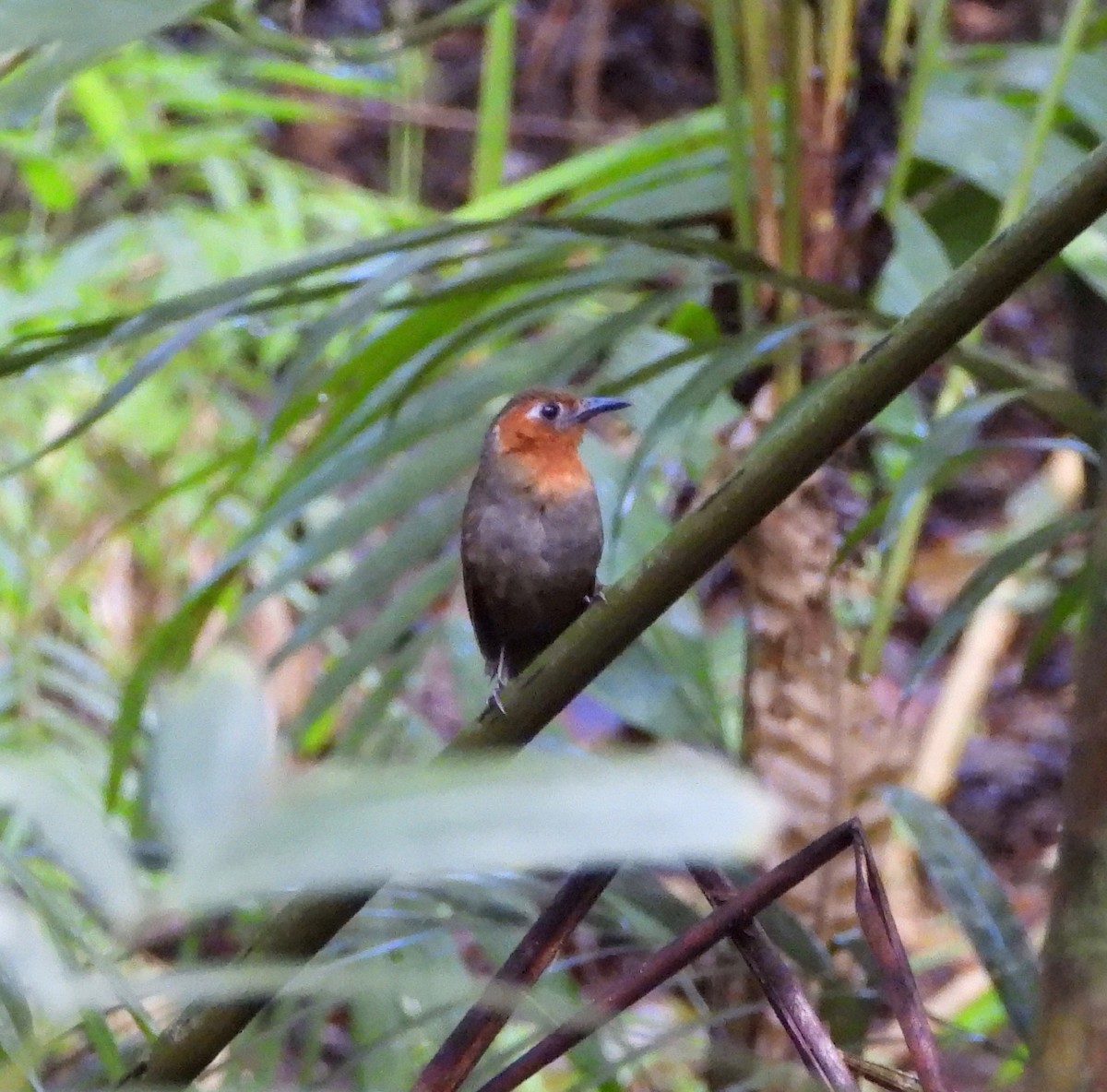 Song Wren - ML642568331
