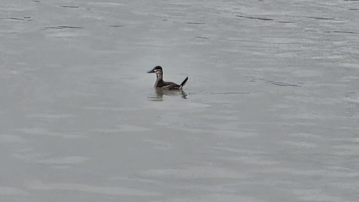 Ruddy Duck - ML642568333
