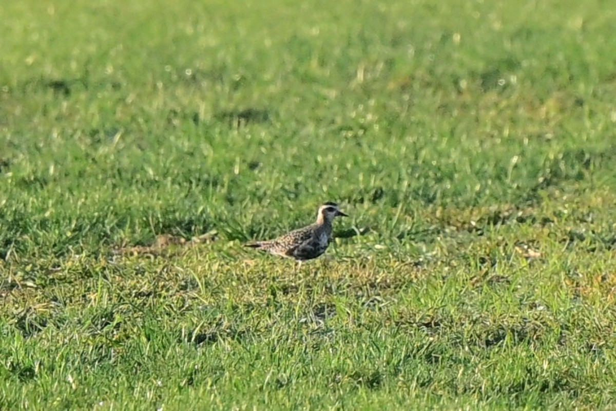 American Golden-Plover - ML642568349