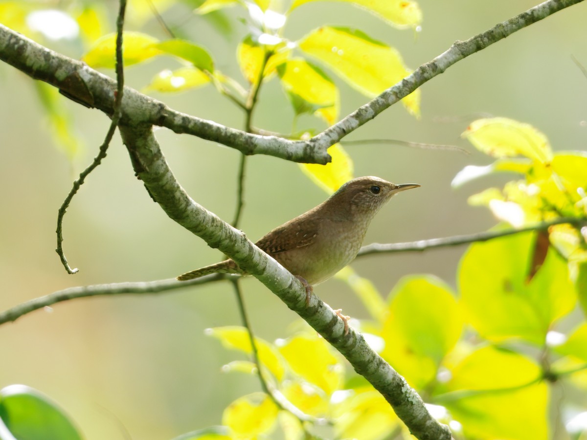Northern House Wren (Northern) - ML642568383