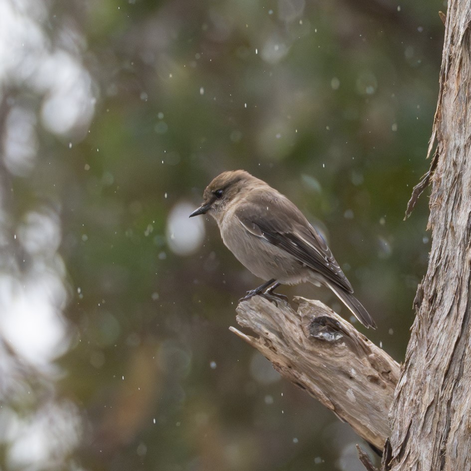 Dusky Robin - ML642568387