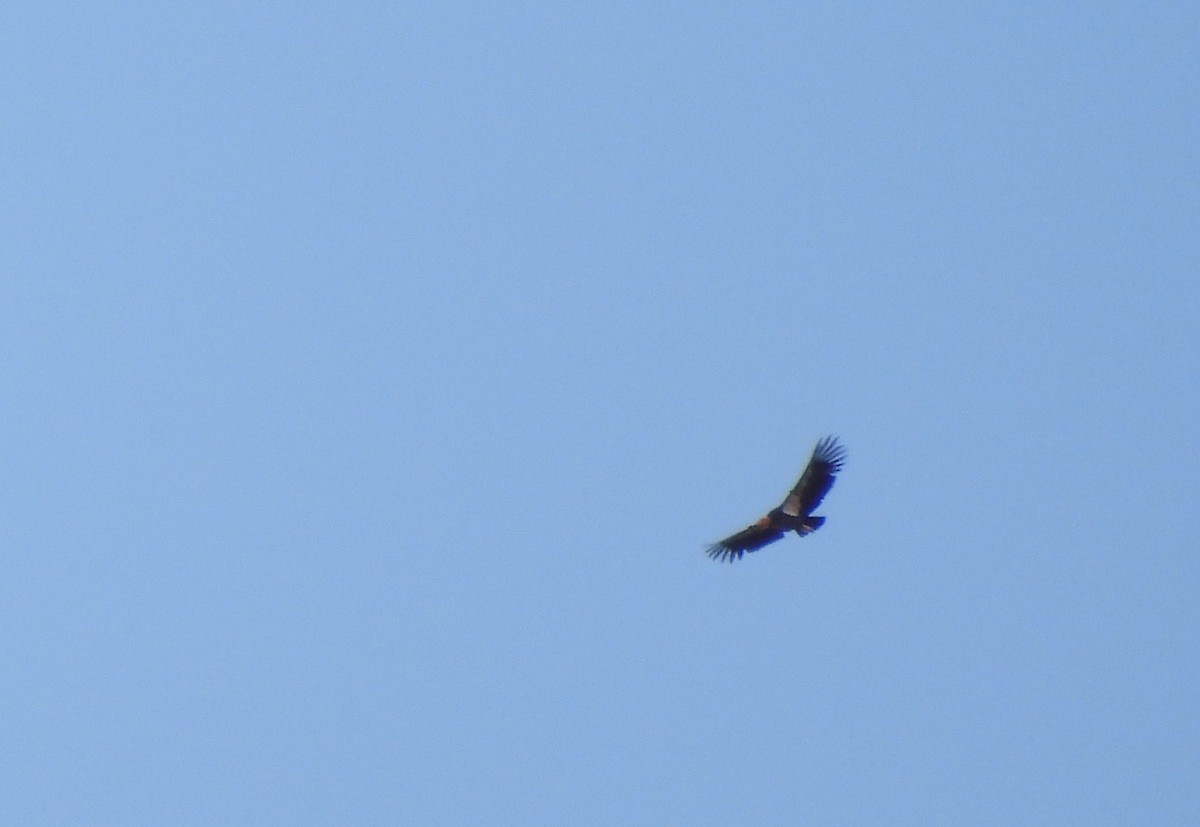 California Condor - ML642568400
