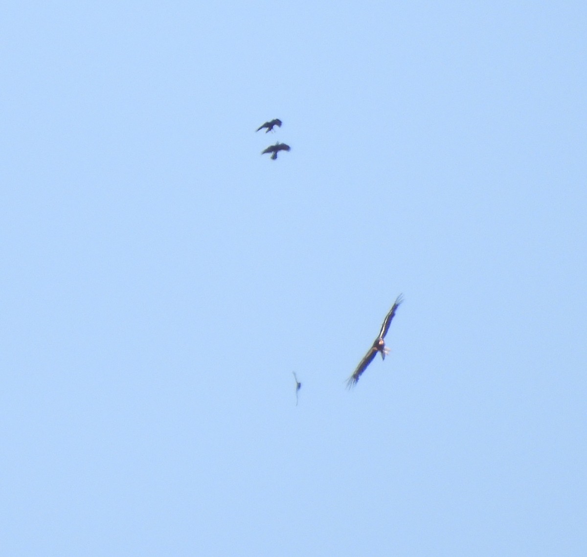 California Condor - ML642568401