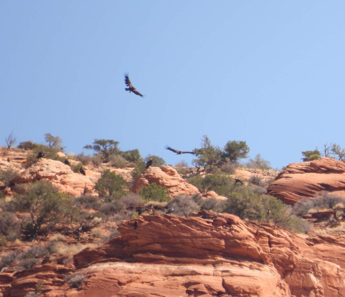 California Condor - ML642568402