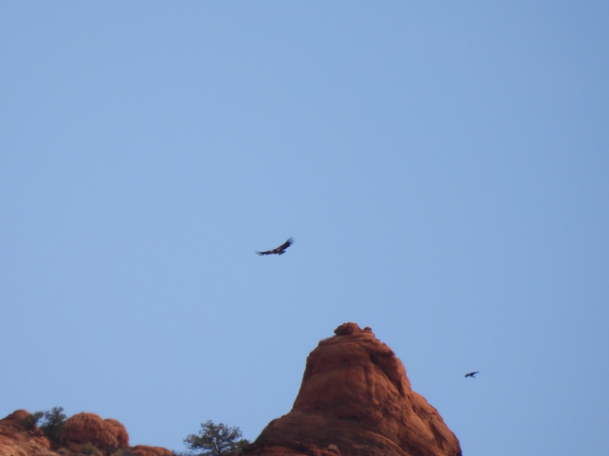 California Condor - ML642568403