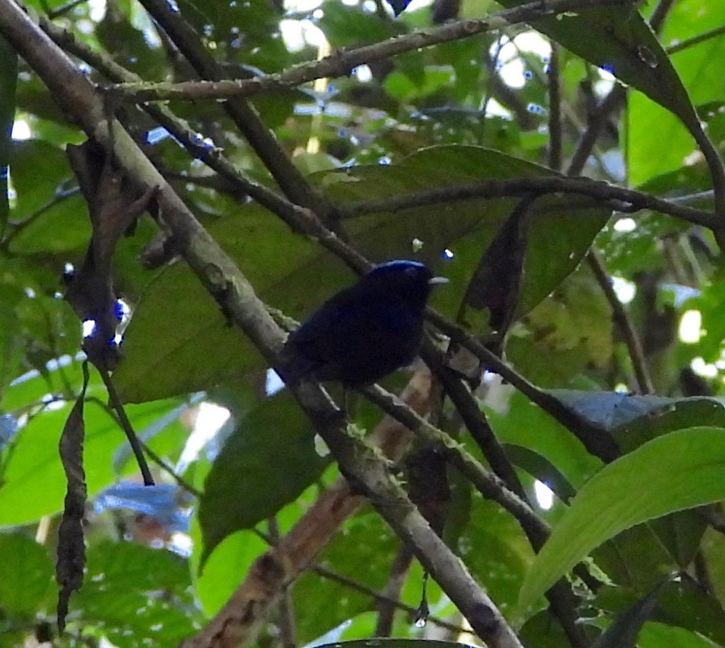 Velvety Manakin - ML642568408