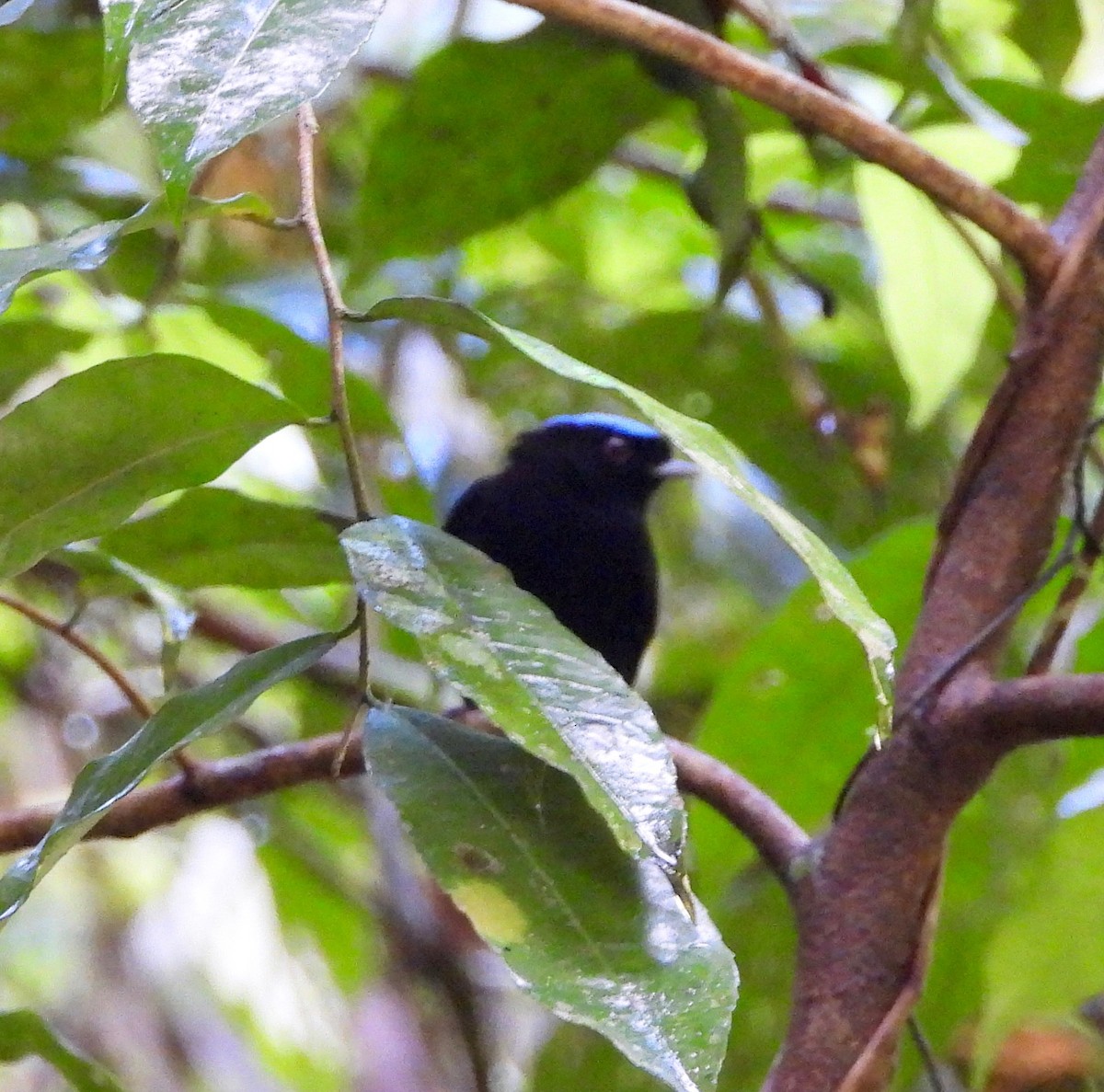Velvety Manakin - ML642568409