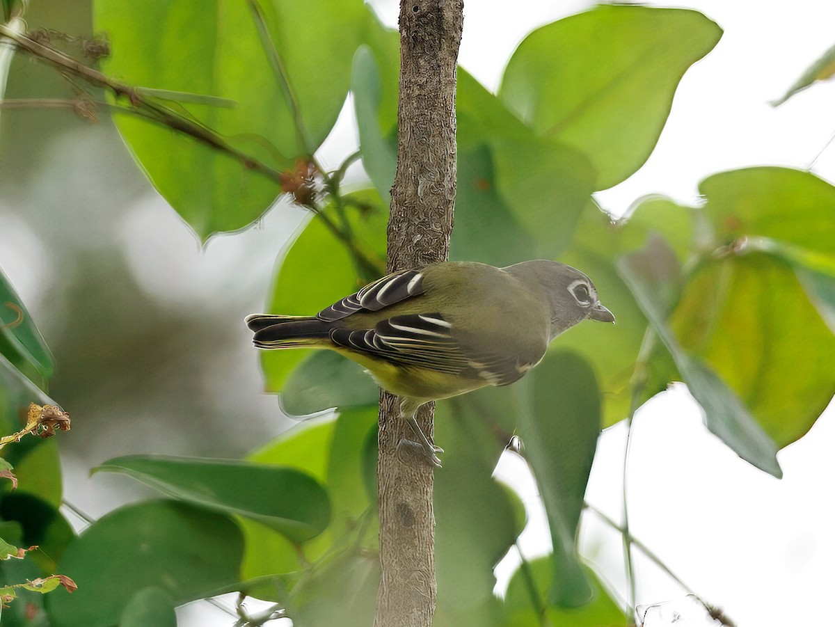 Blue-headed Vireo - ML642568425