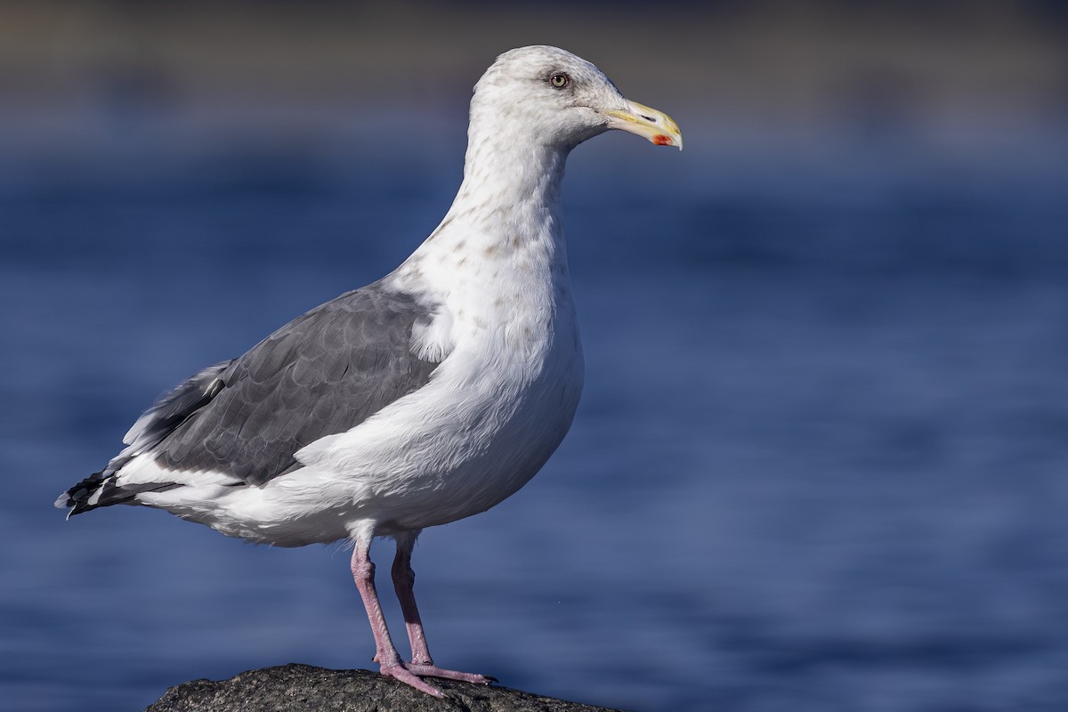 Slaty-backed Gull - ML642568442