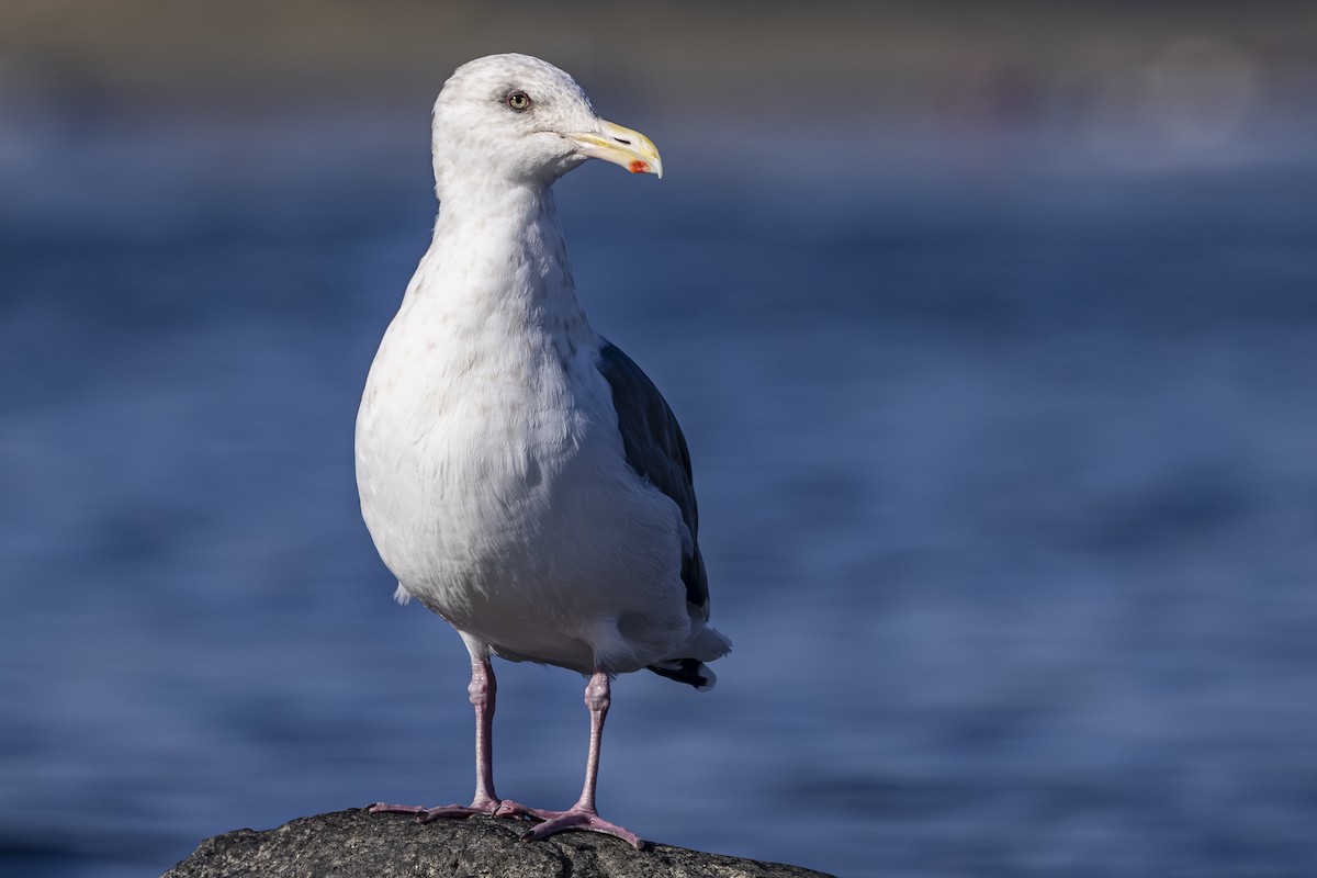 Slaty-backed Gull - ML642568445