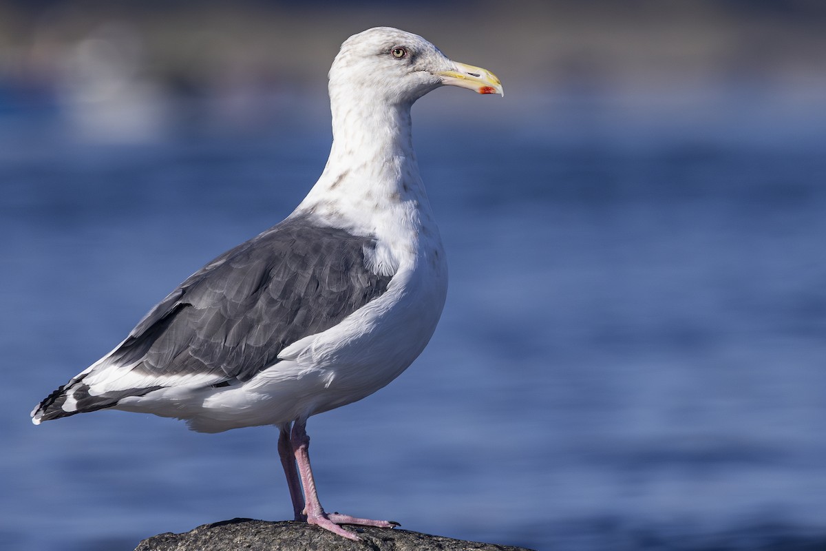 Slaty-backed Gull - ML642568458
