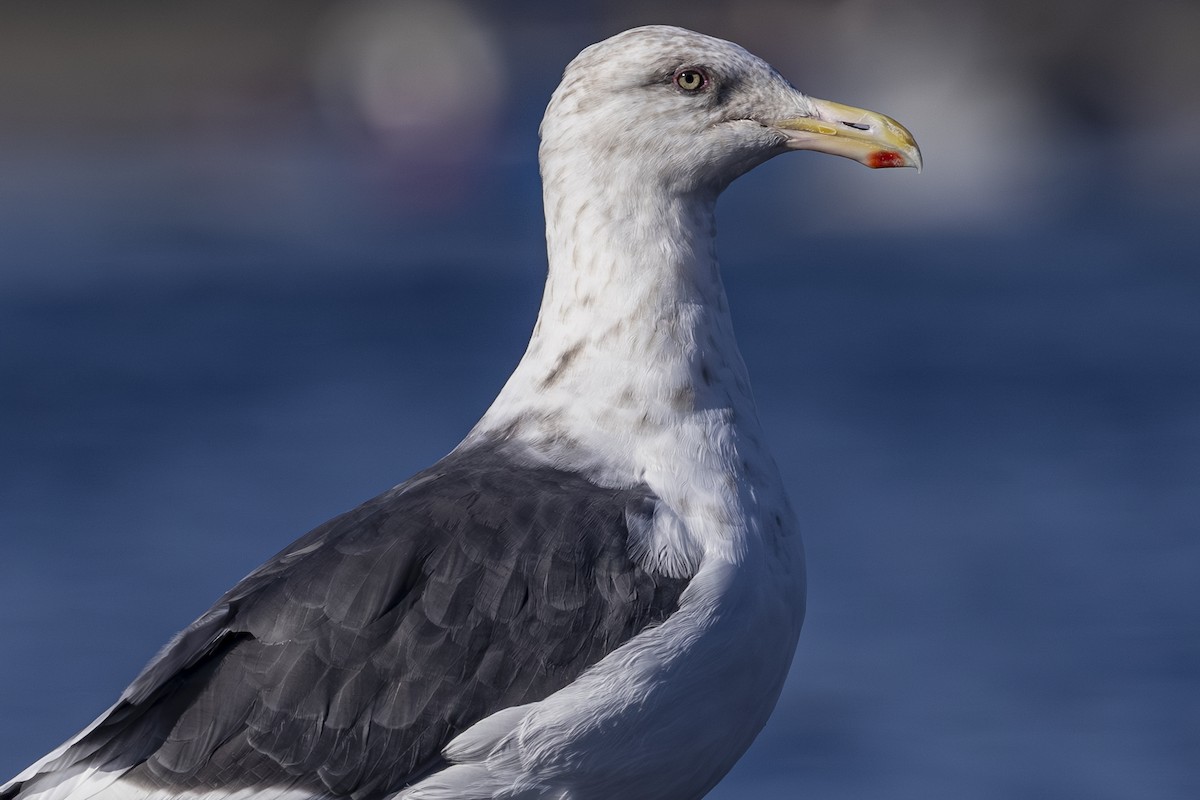 Slaty-backed Gull - ML642568459