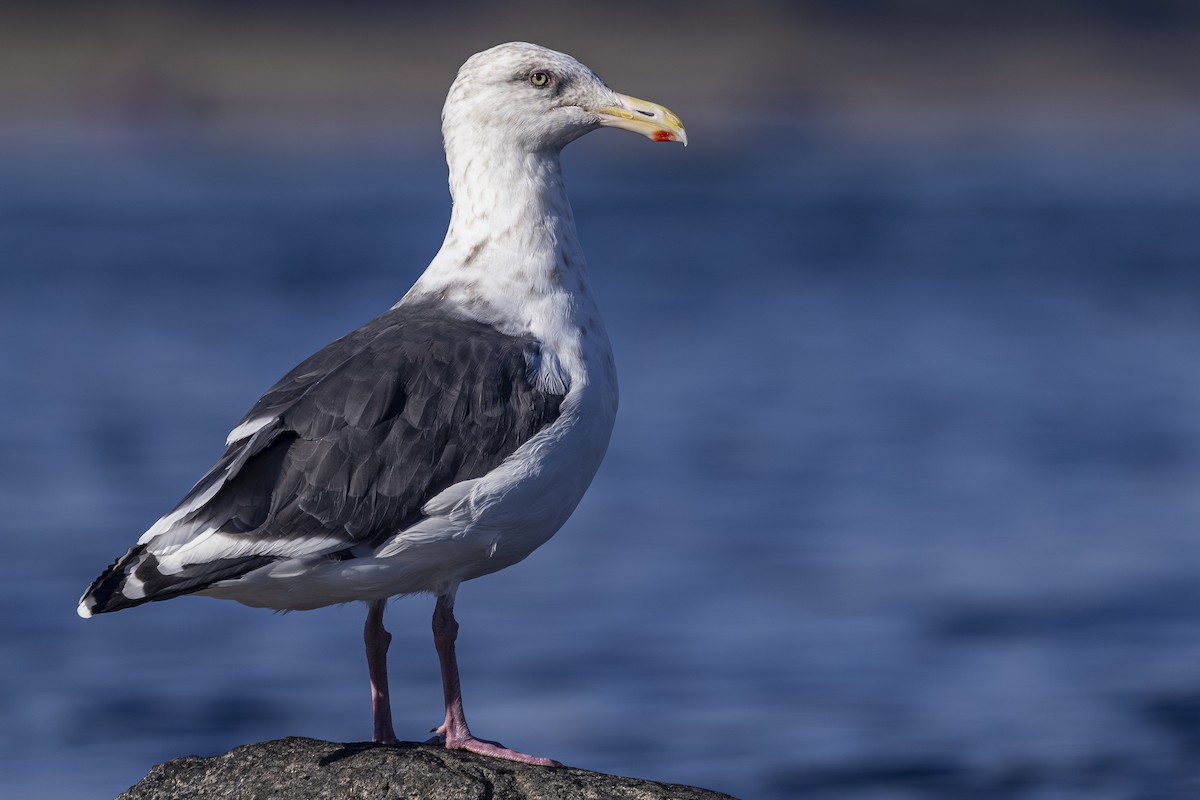 Slaty-backed Gull - ML642568466