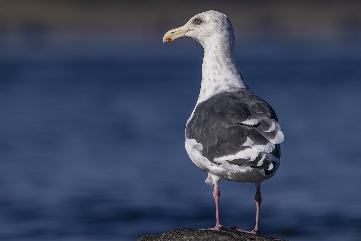 Slaty-backed Gull - ML642568469