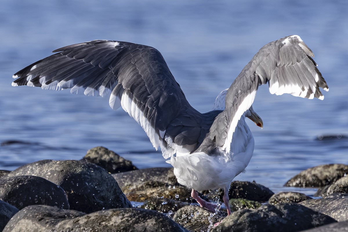 Slaty-backed Gull - ML642568470