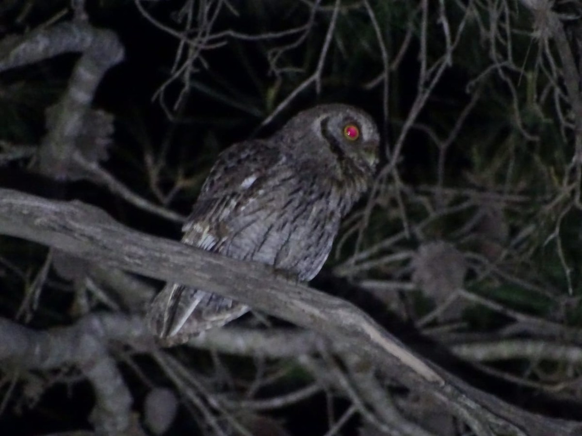 Tropical Screech-Owl - ML642568474