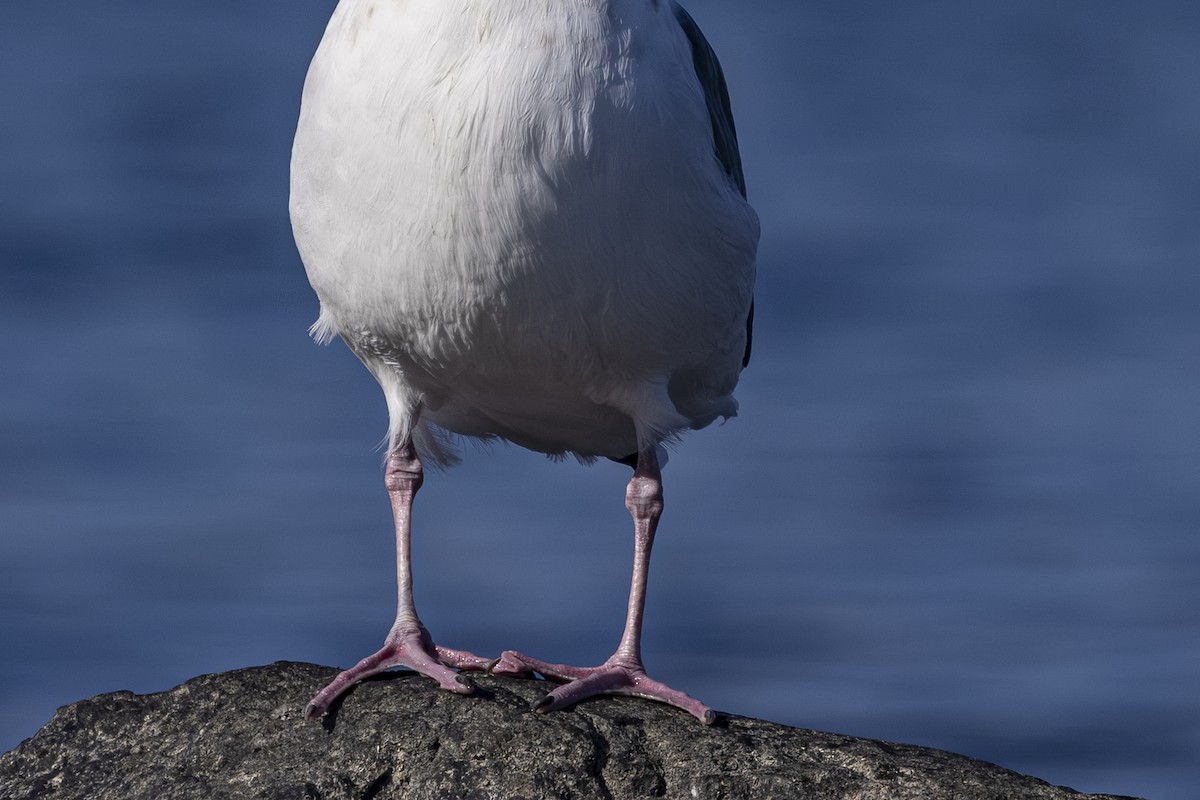 Slaty-backed Gull - ML642568475