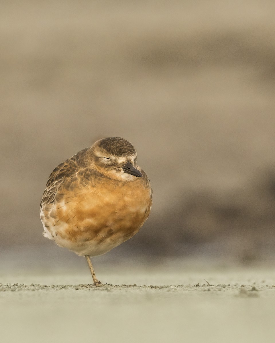 Red-breasted Dotterel (Southern) - ML642568490