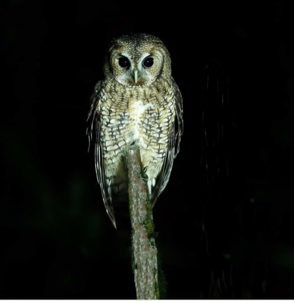 Himalayan Owl - ML642568491