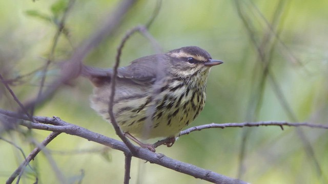 Northern Waterthrush - ML642568530