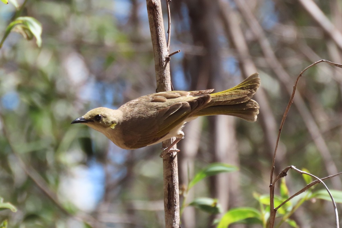 Fuscous Honeyeater - ML642568536