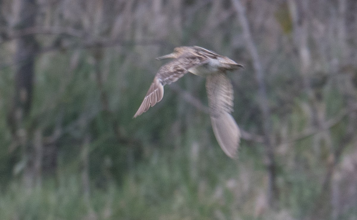 Latham's Snipe - ML642568543