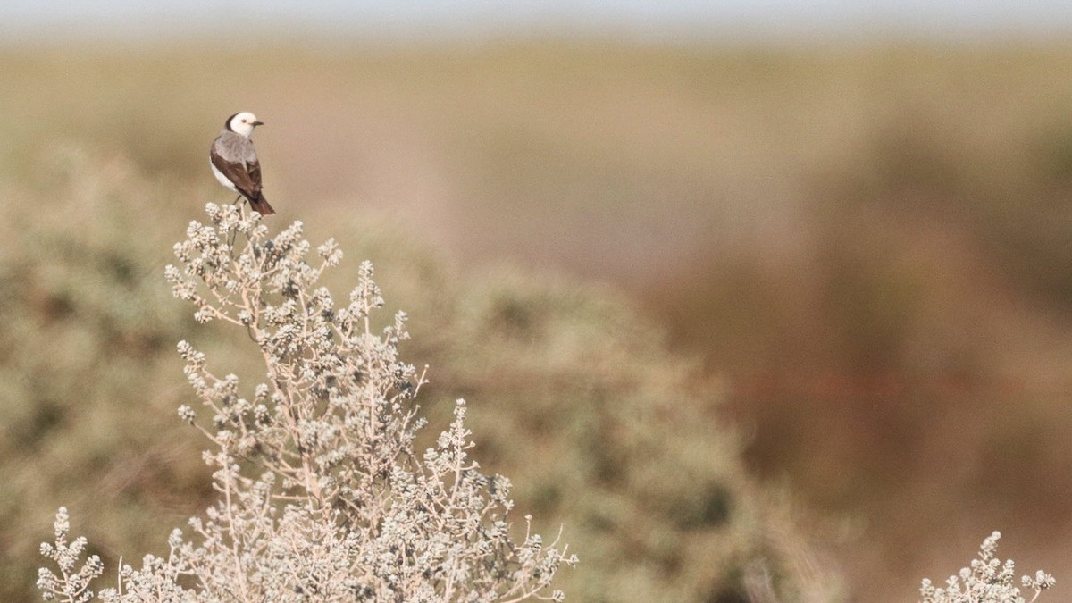 White-fronted Chat - ML642568591