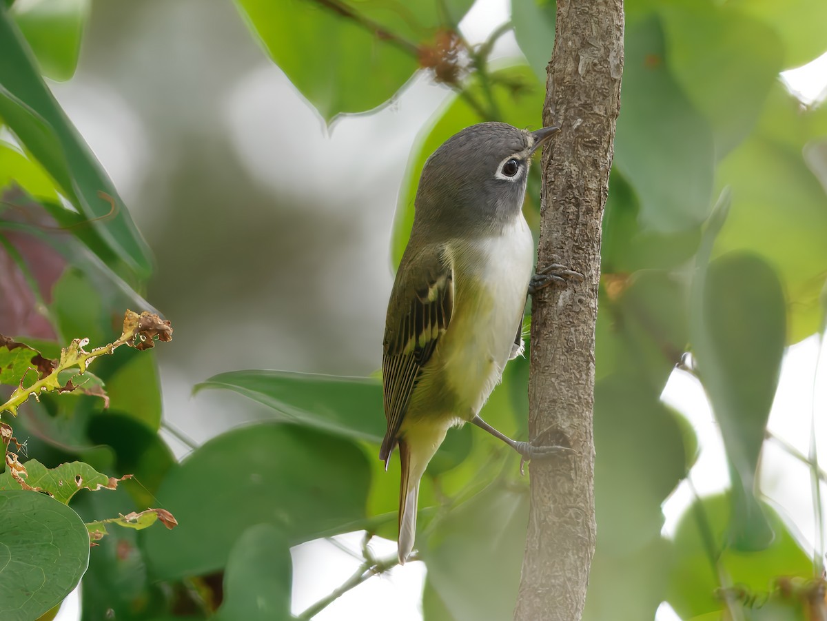 Blue-headed Vireo - ML642568607