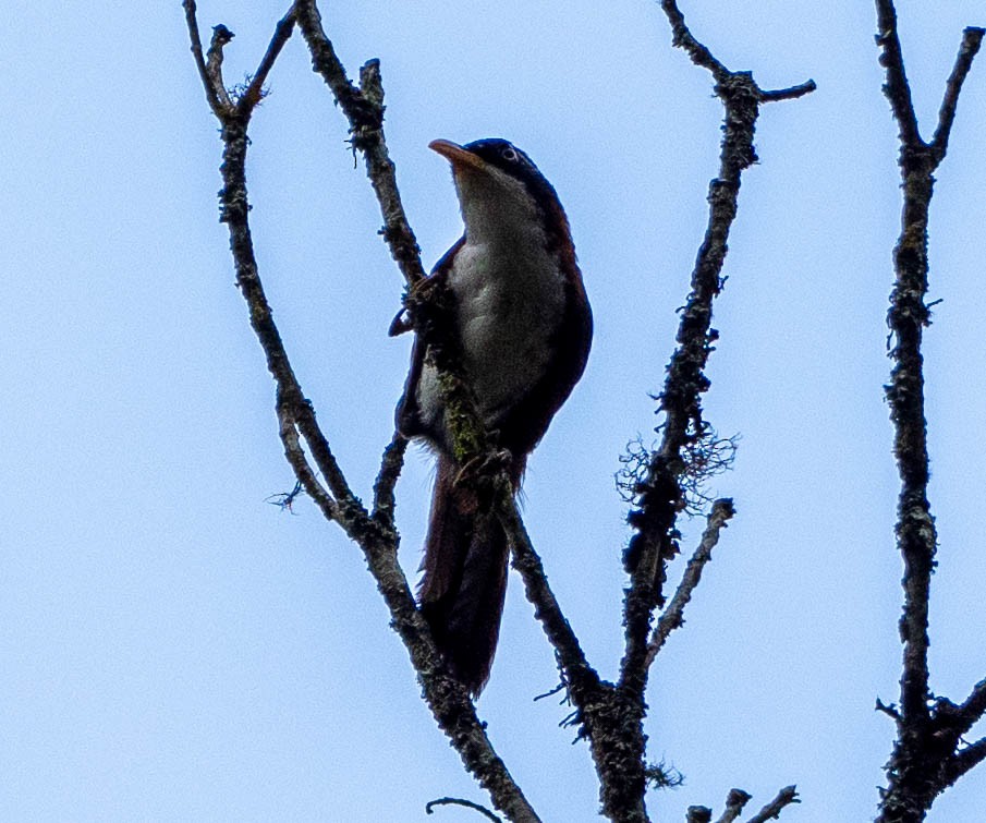 Javan Scimitar-Babbler - ML642568609