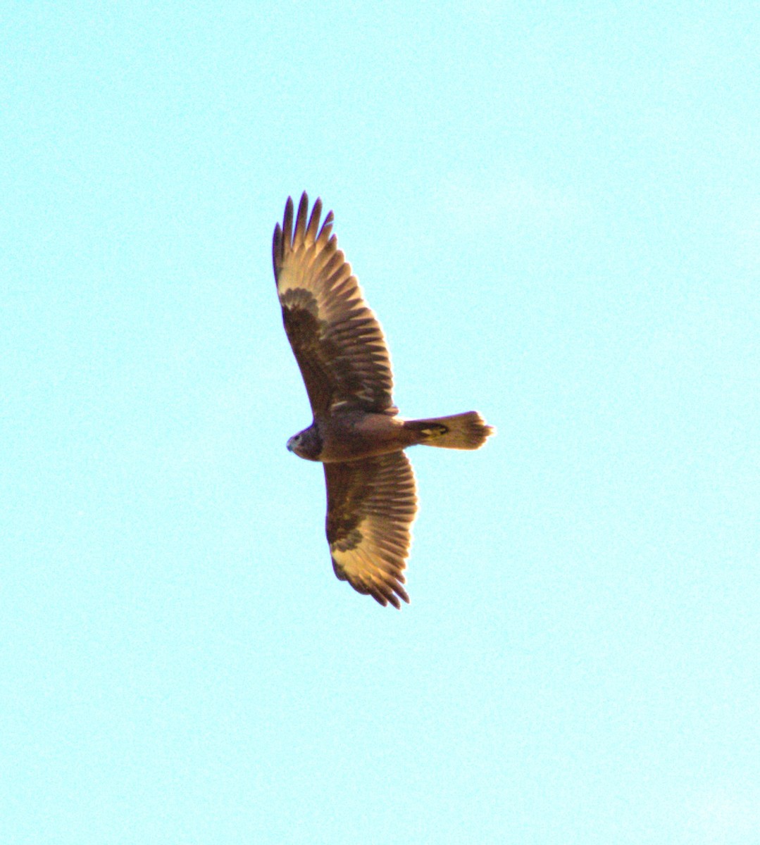 Swamp Harrier - ML642568643
