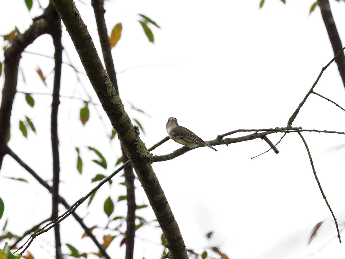 Blue-headed Vireo - ML642568653