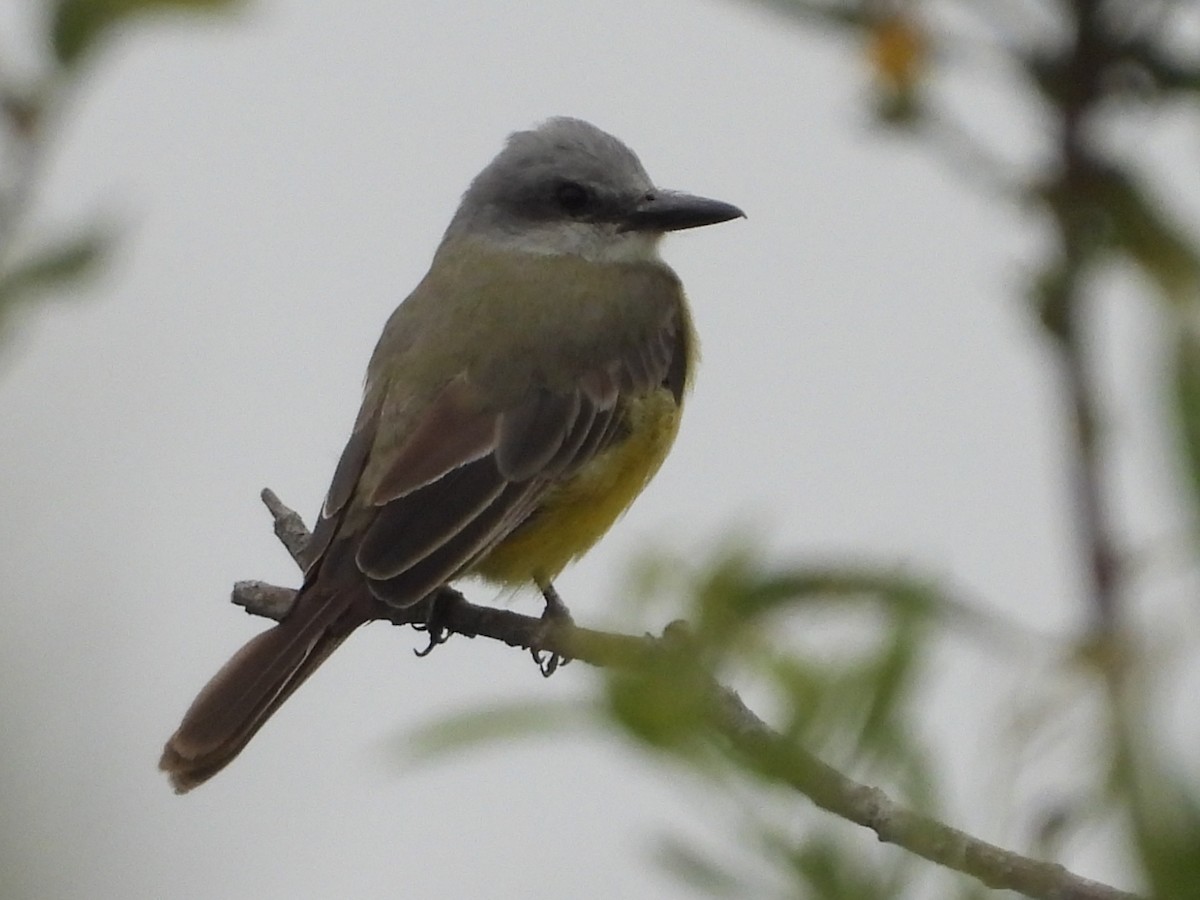 Tropical Kingbird - ML642568658