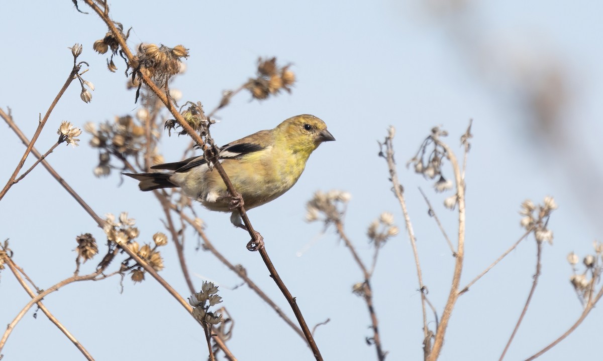 American Goldfinch - ML642568672