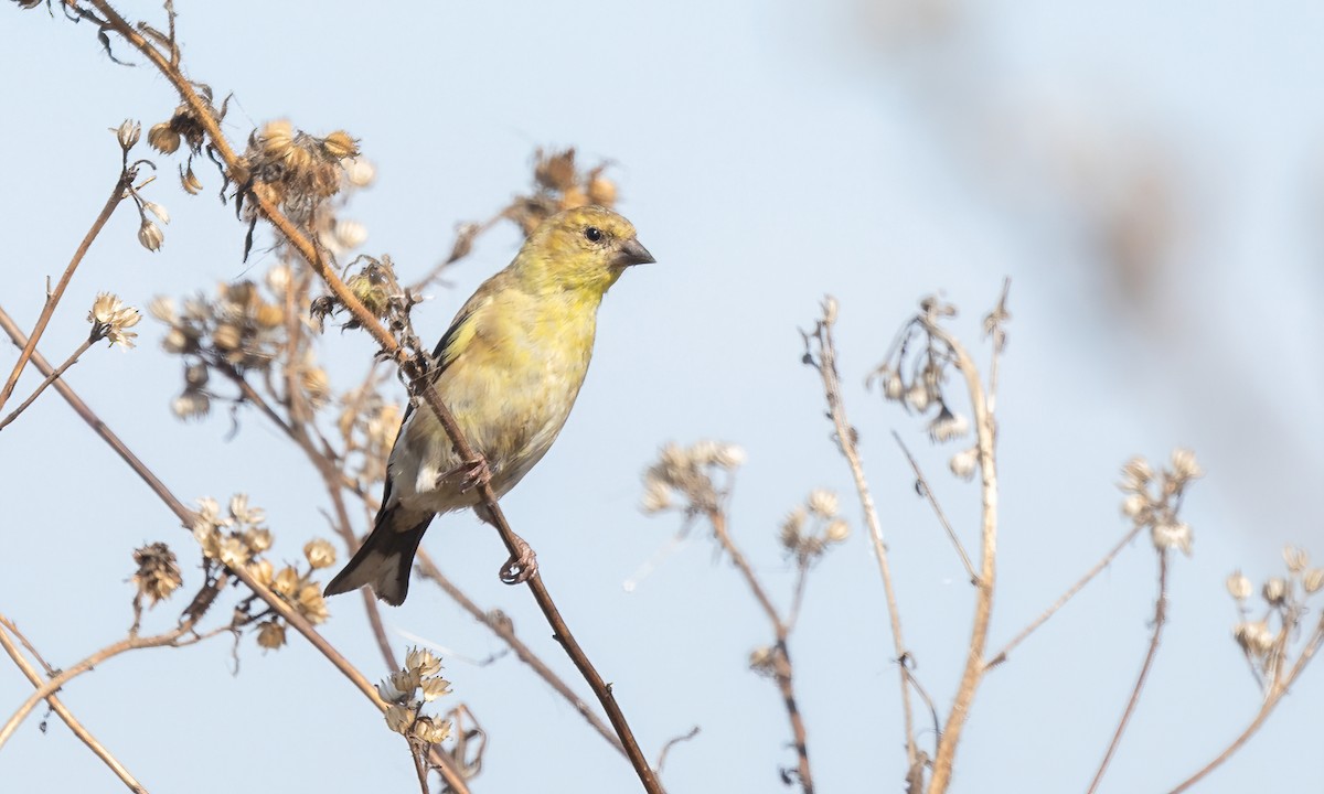 American Goldfinch - ML642568673
