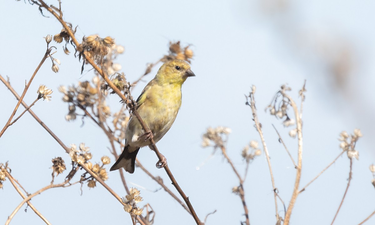 American Goldfinch - ML642568674