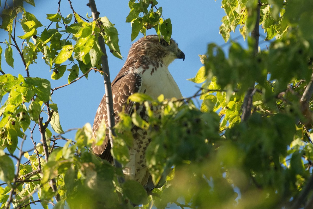 Red-tailed Hawk - ML642568679