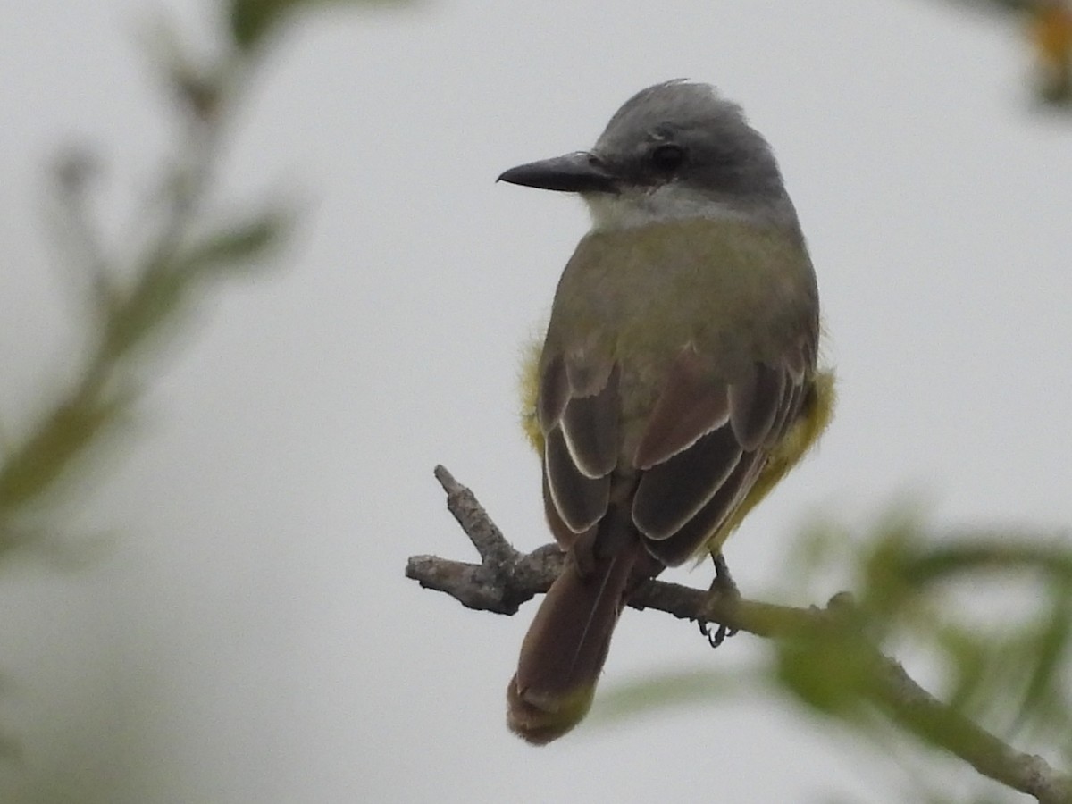 Tropical Kingbird - ML642568693