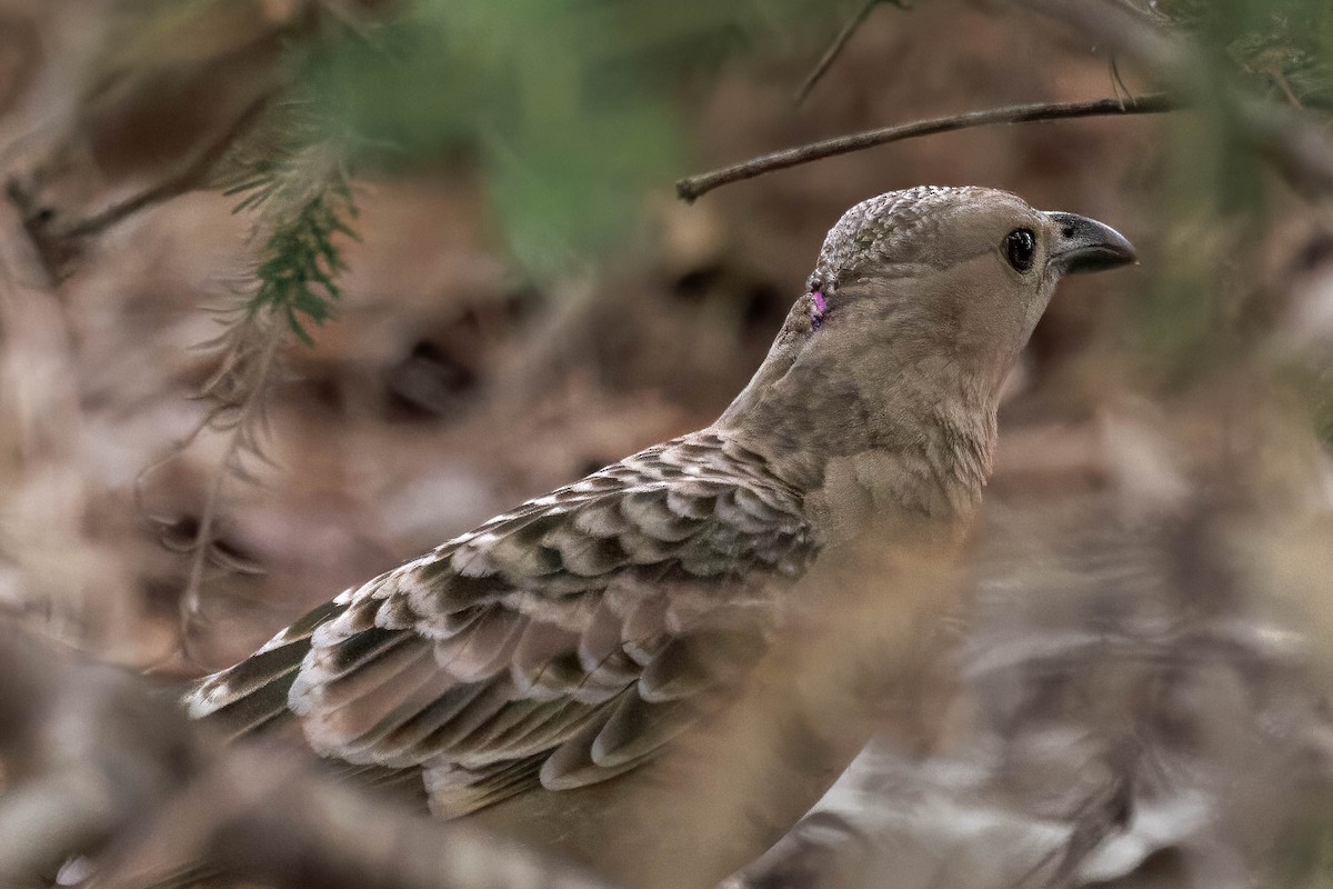 Great Bowerbird - ML642568701