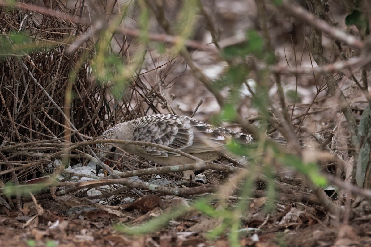 Great Bowerbird - ML642568702