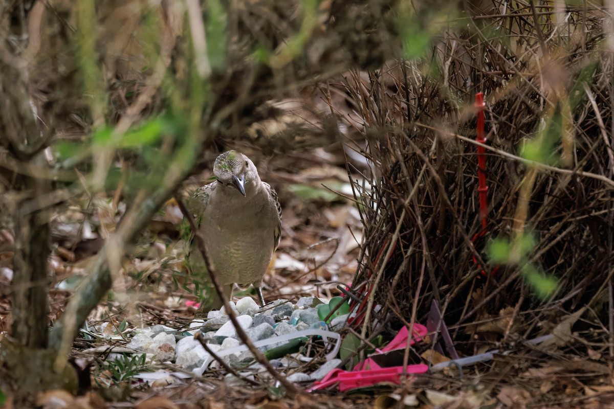 Great Bowerbird - ML642568703