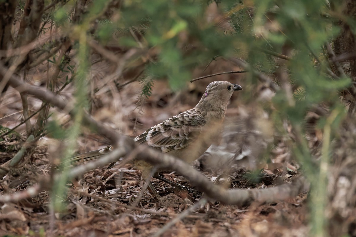 Great Bowerbird - ML642568704