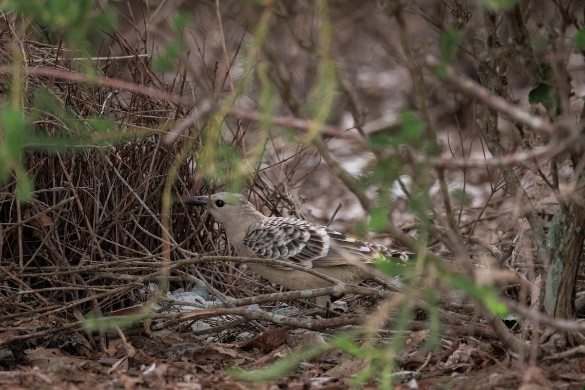Great Bowerbird - ML642568705