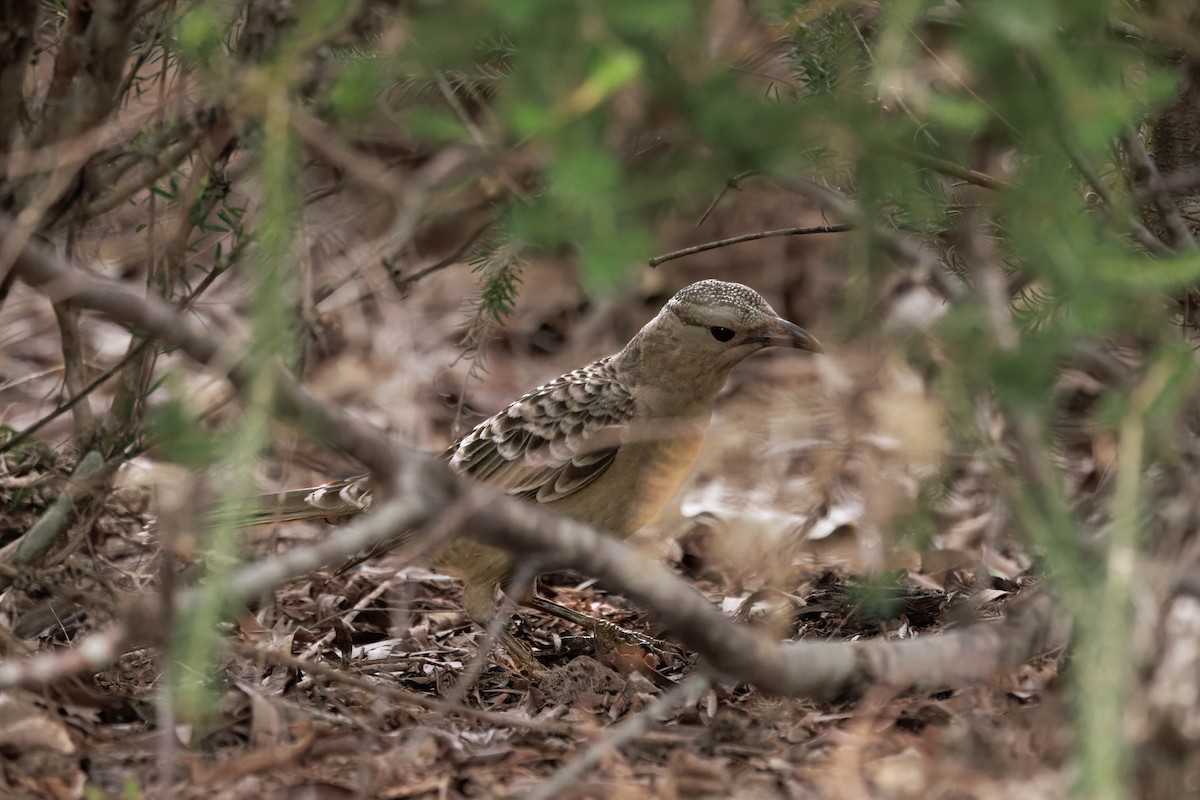 Great Bowerbird - ML642568706