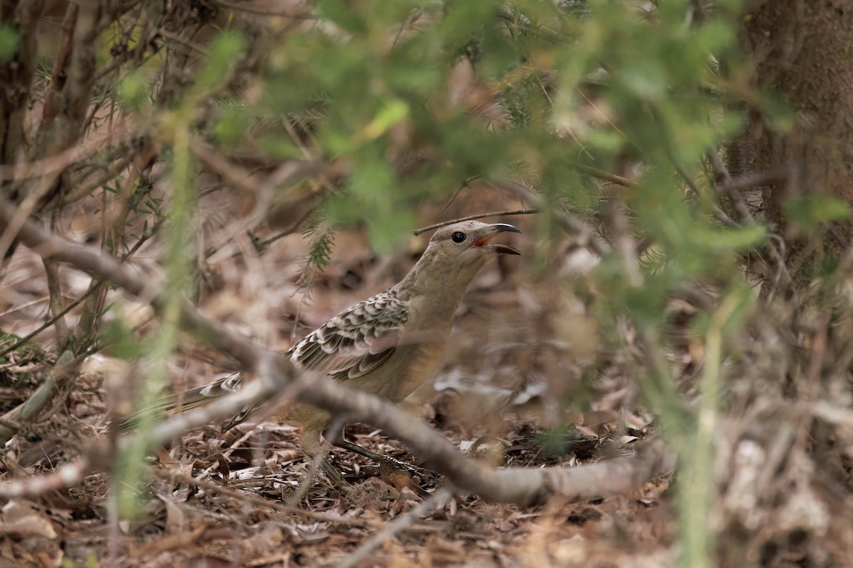 Great Bowerbird - ML642568707