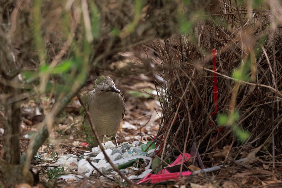 Great Bowerbird - ML642568708