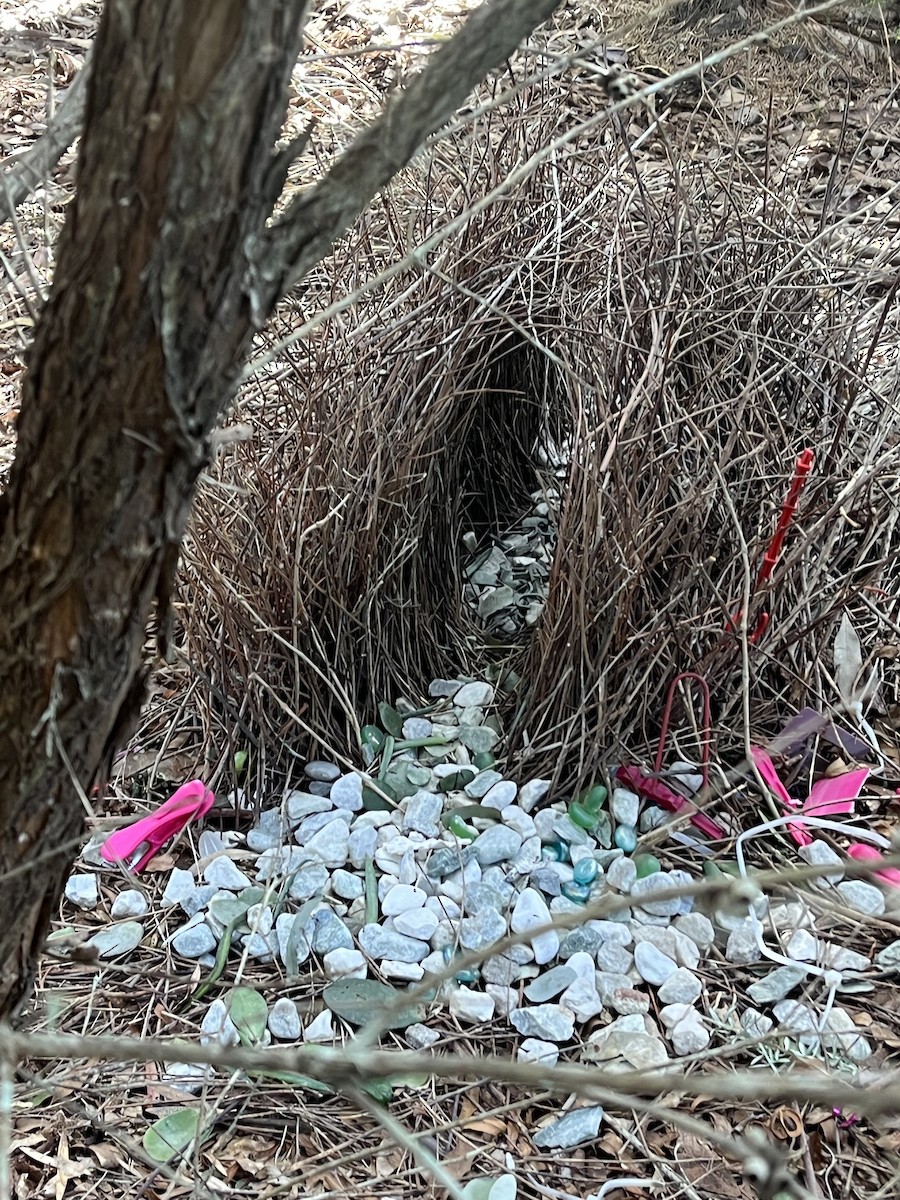 Great Bowerbird - ML642568709