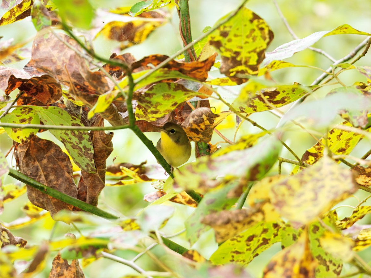Common Yellowthroat - ML642568710