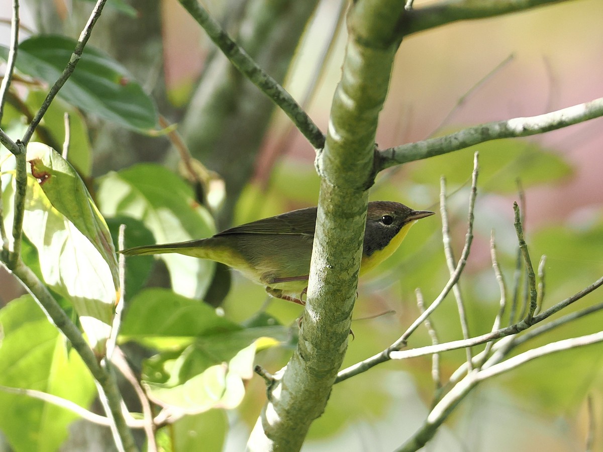 Common Yellowthroat - ML642568720