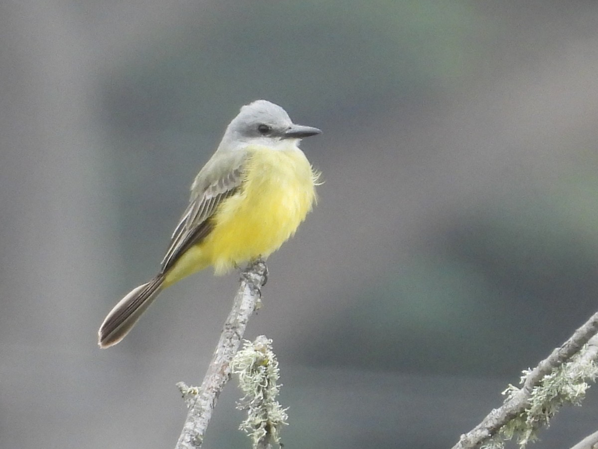 Tropical Kingbird - ML642568727